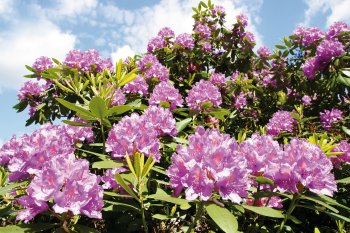 Rhododendron © Johanna Mühlbauer-fotolia.com